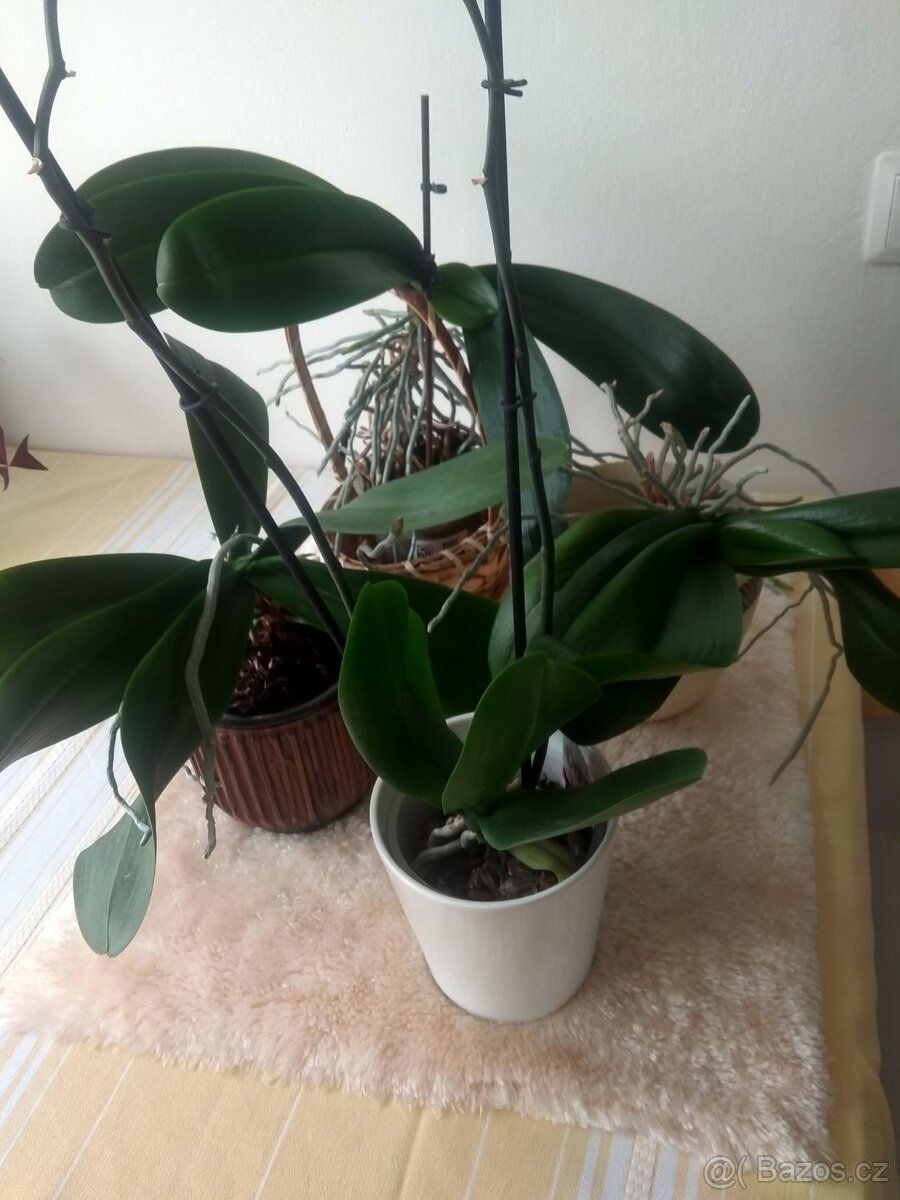 Orchidej
