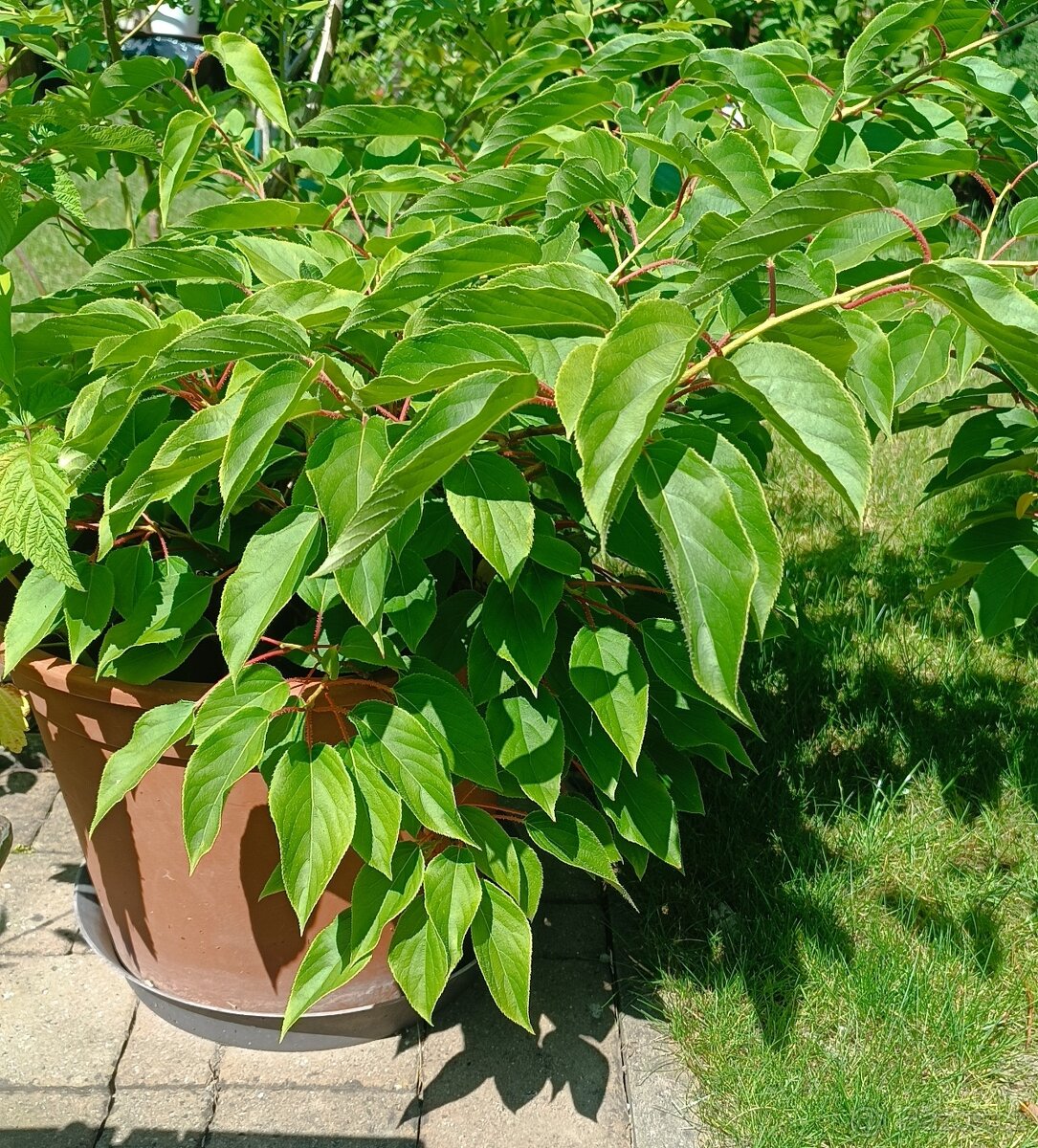 KIWI - Actinidia  význačná arguta 'Männlich':
