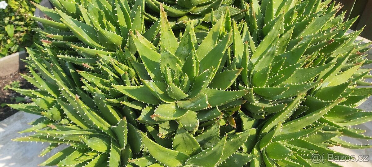 kaktus aloe - průměr rostliny 110 cm, krásně kvete