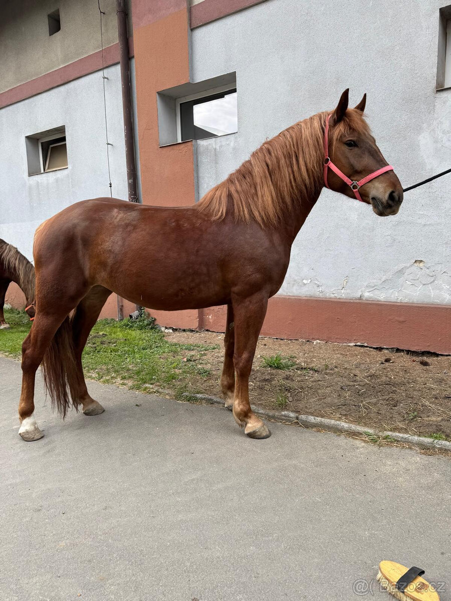 Slezský norik - klisna