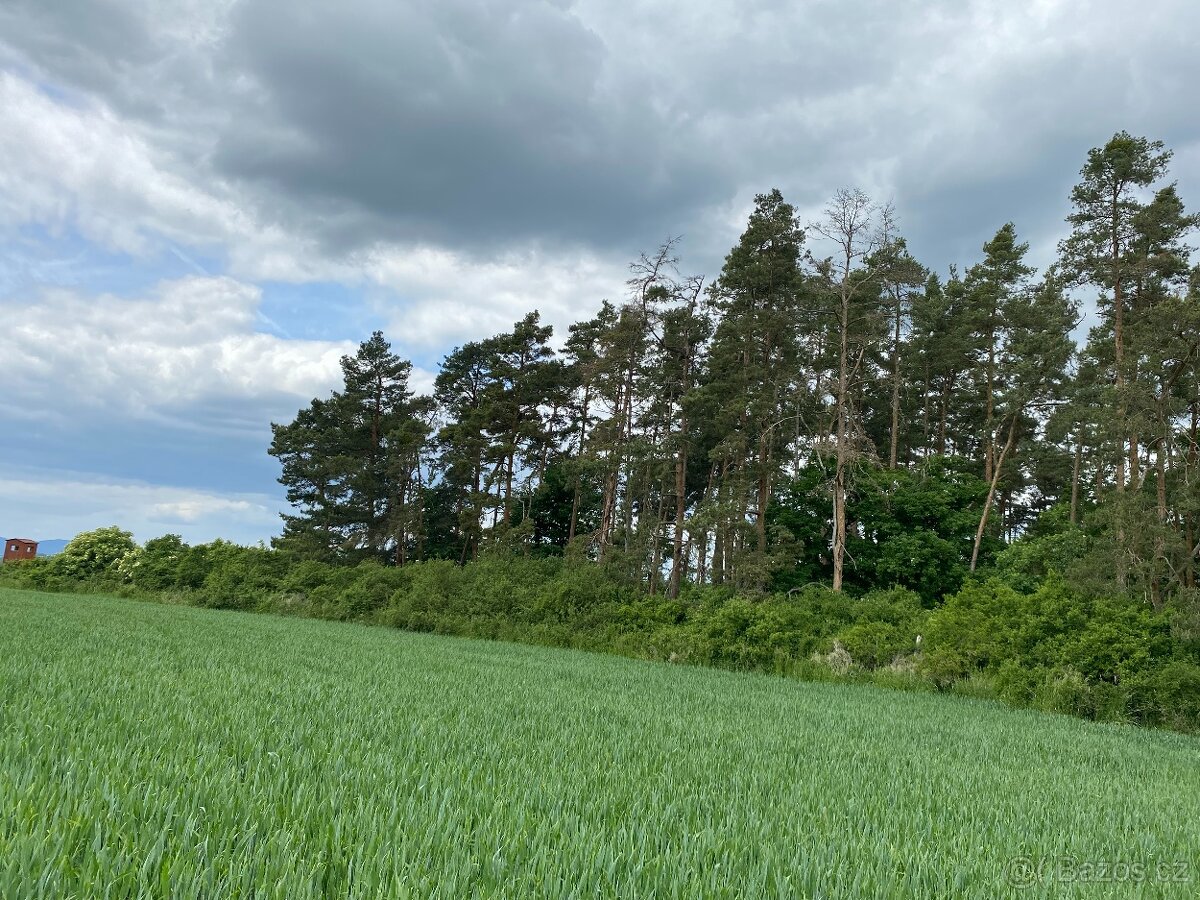 Lesní pozemek Lštění nad Zubřinou