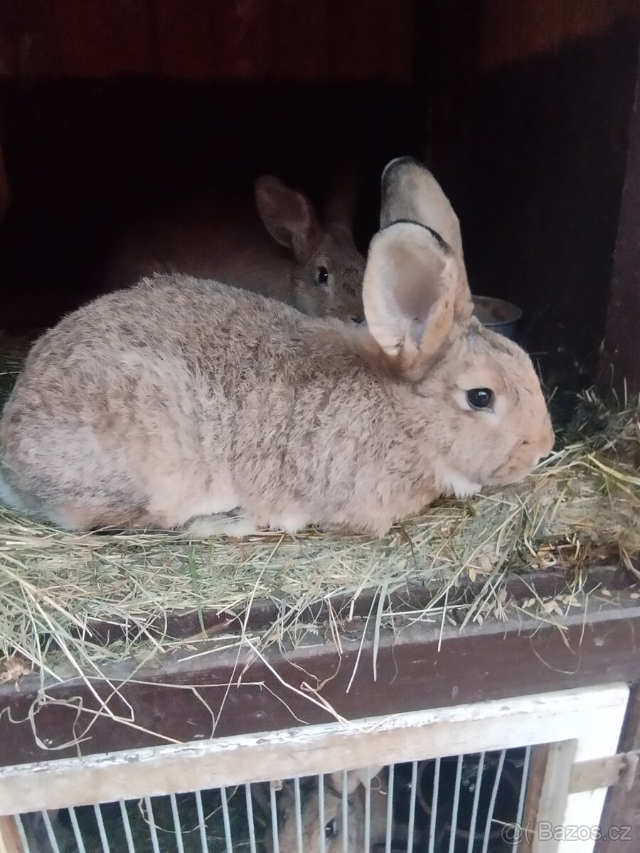 Vídeňský šedý