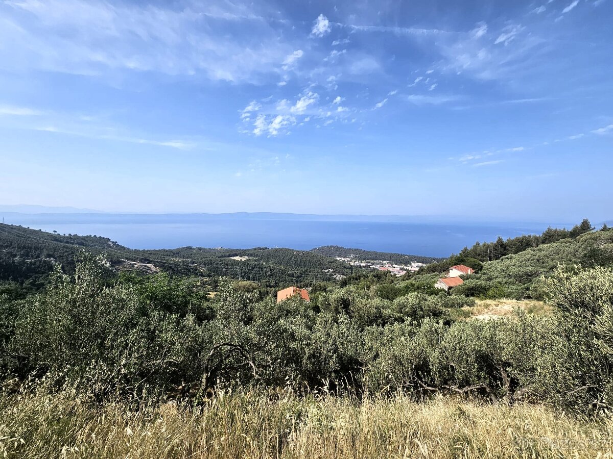 Olivový sad / Chorvatsko / Makarska