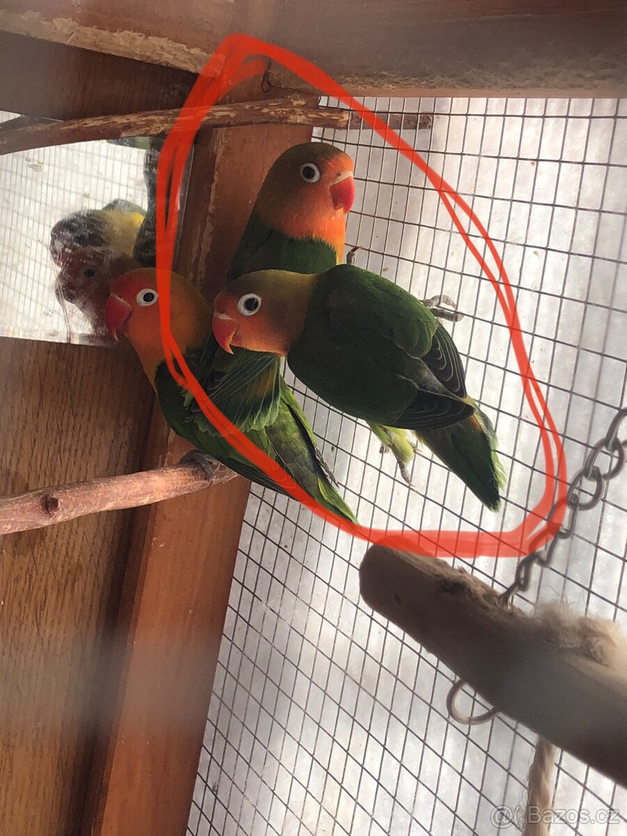 Prodám mladé Agapornise fischeri