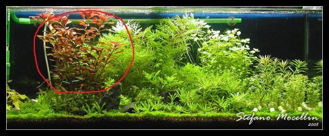 Ludwigia repens Česky  	zakucelka plazivá