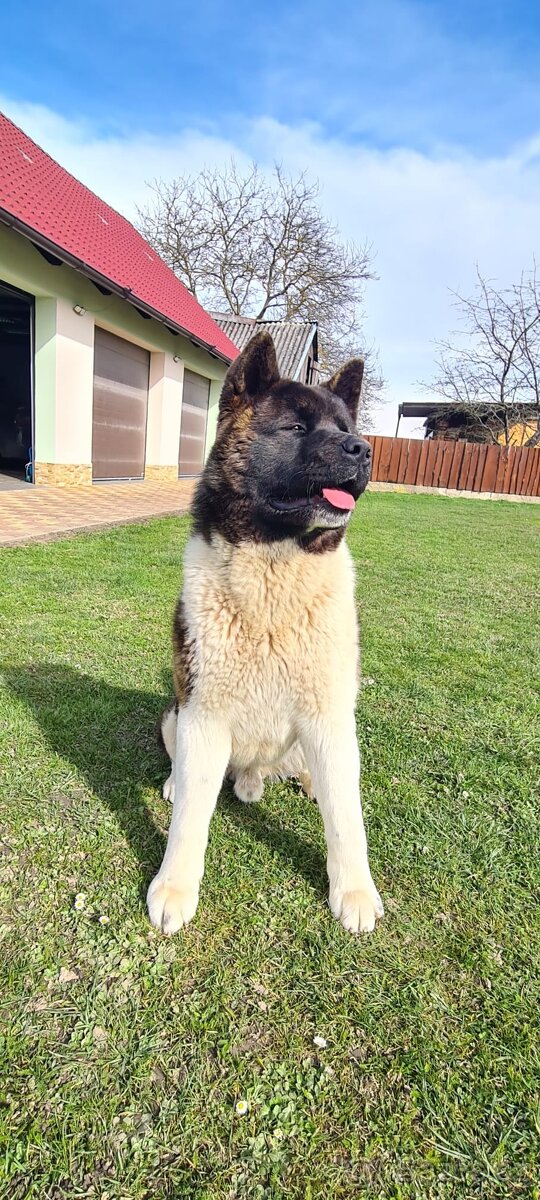 Krytí Americká Akita