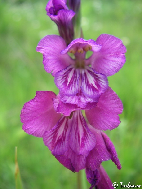 Mečík střechovitý -Gladiolus imbricatus 500 sem. 50 Kč
