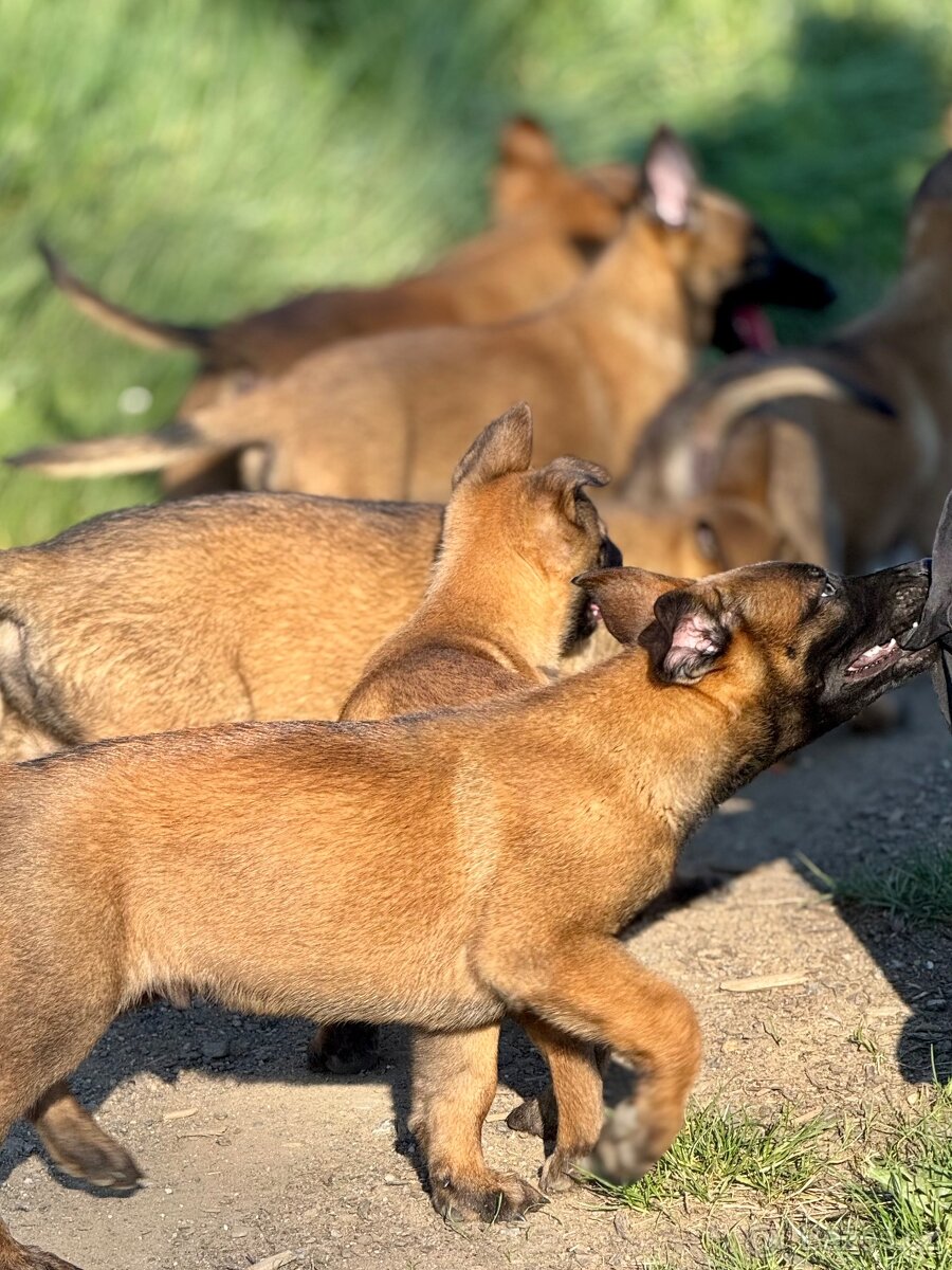 BELGICKÝ OVČÁK MALINOIS