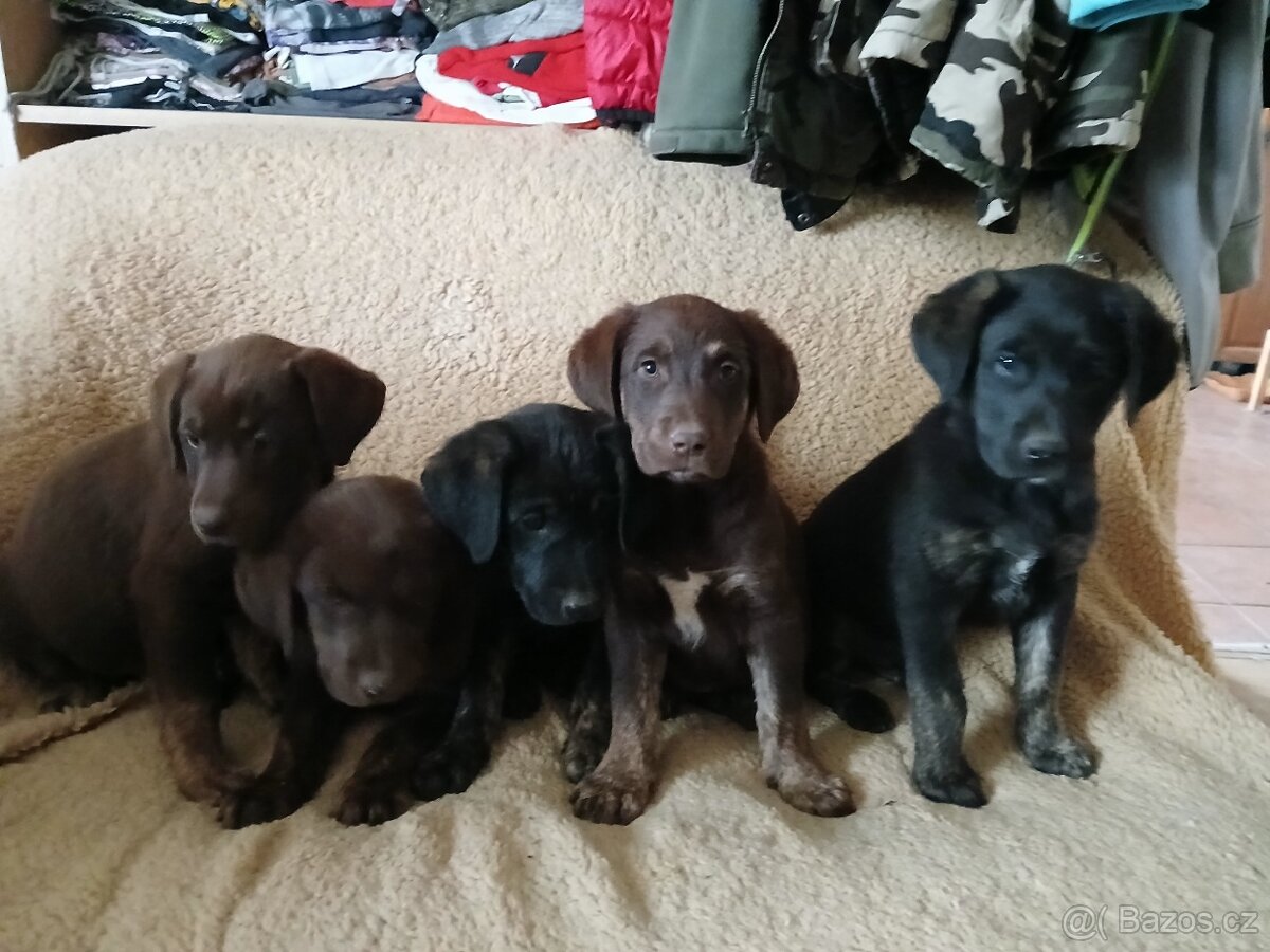 Štěňata x labradora