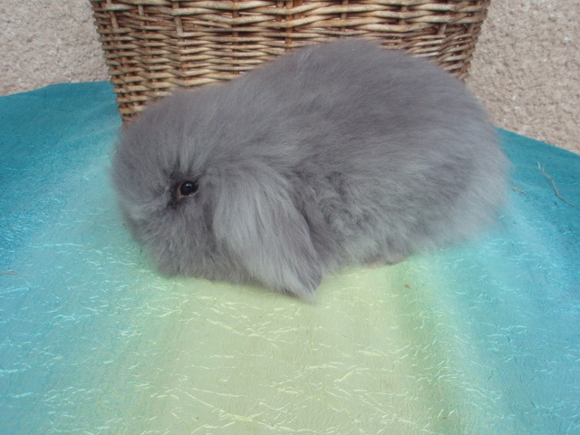 Modrý Teddy beránek