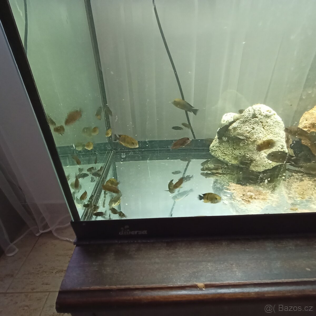Prodám tropheus bemba a ancistrus