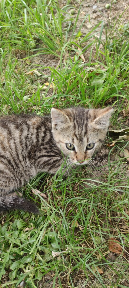Koťata