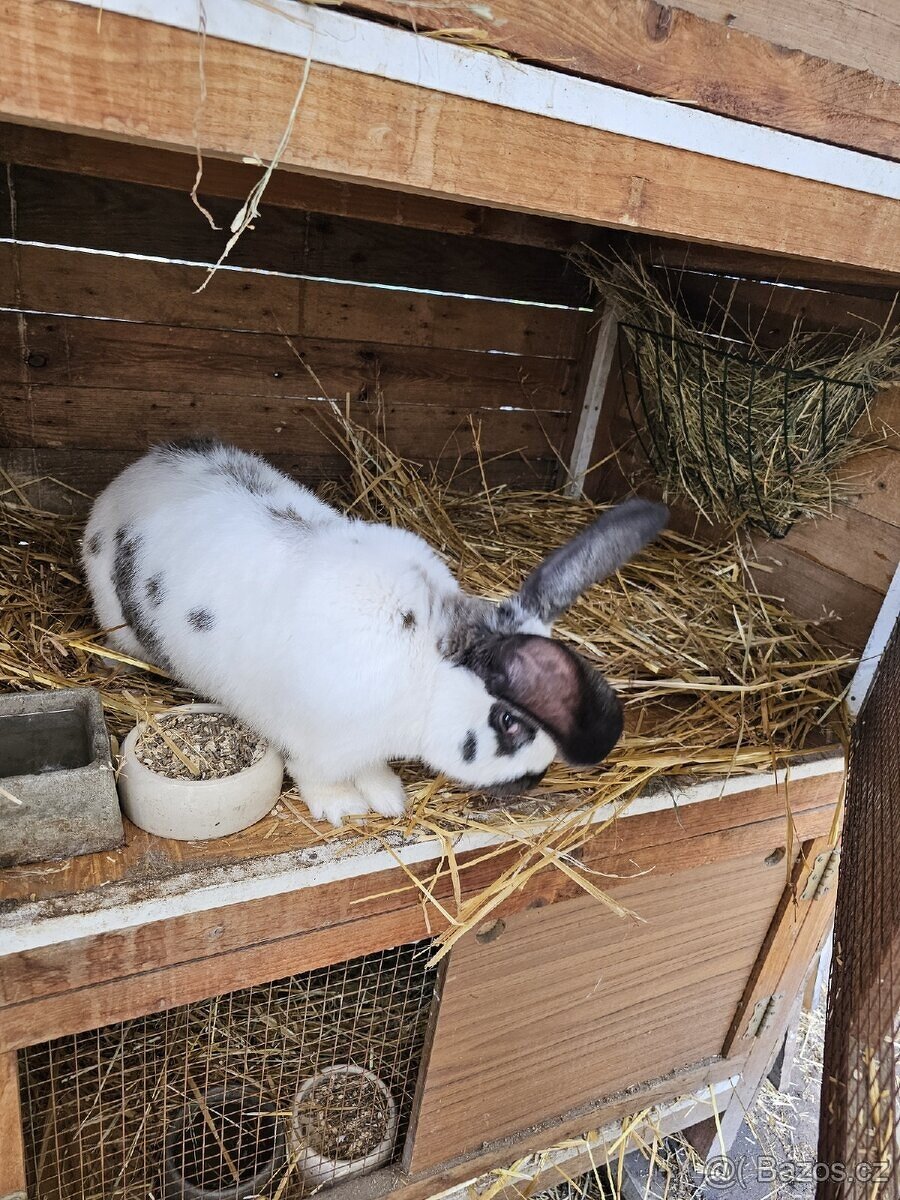Králíci mix velkého plemene BO x NOS