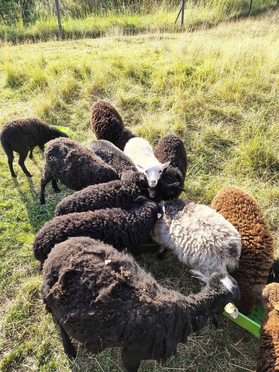 ouessantská ovce