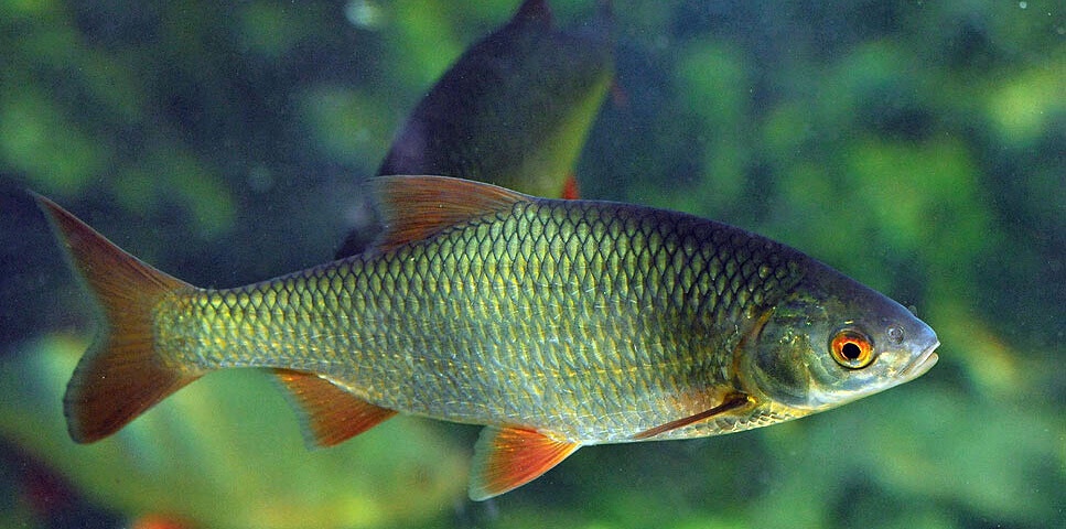 Nástražní rybičky ( 15+ cm )