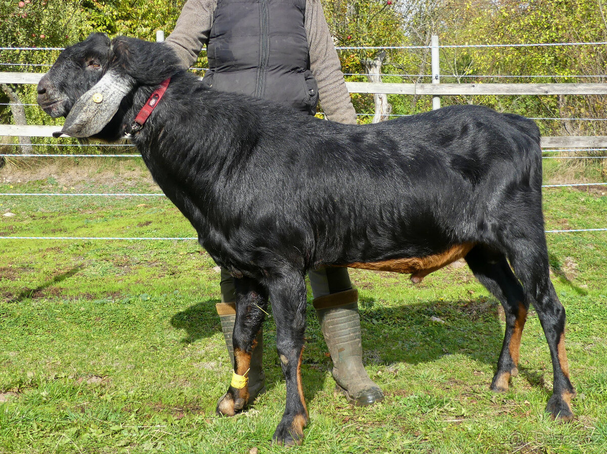 Anglonubijský kozel - prodej
