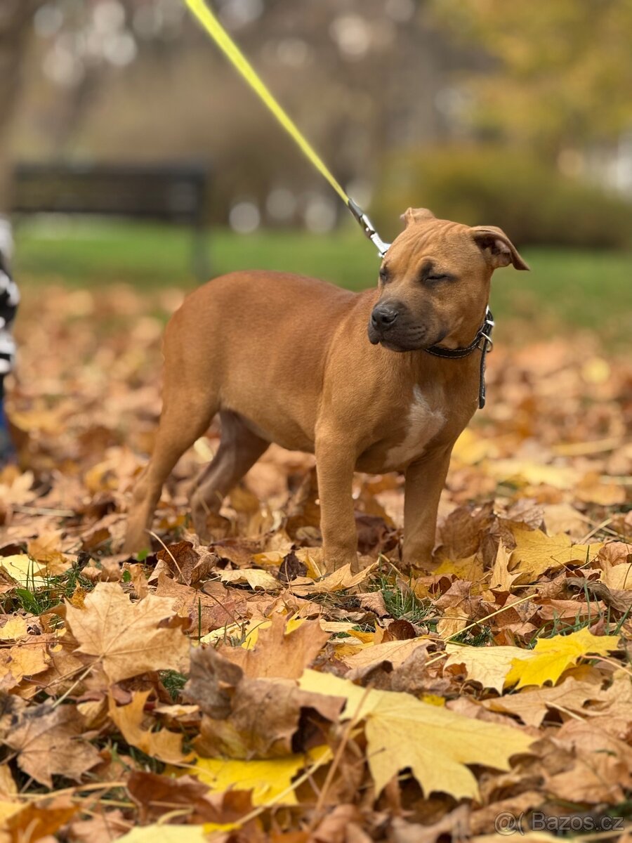 Americký stafordšírský teriér