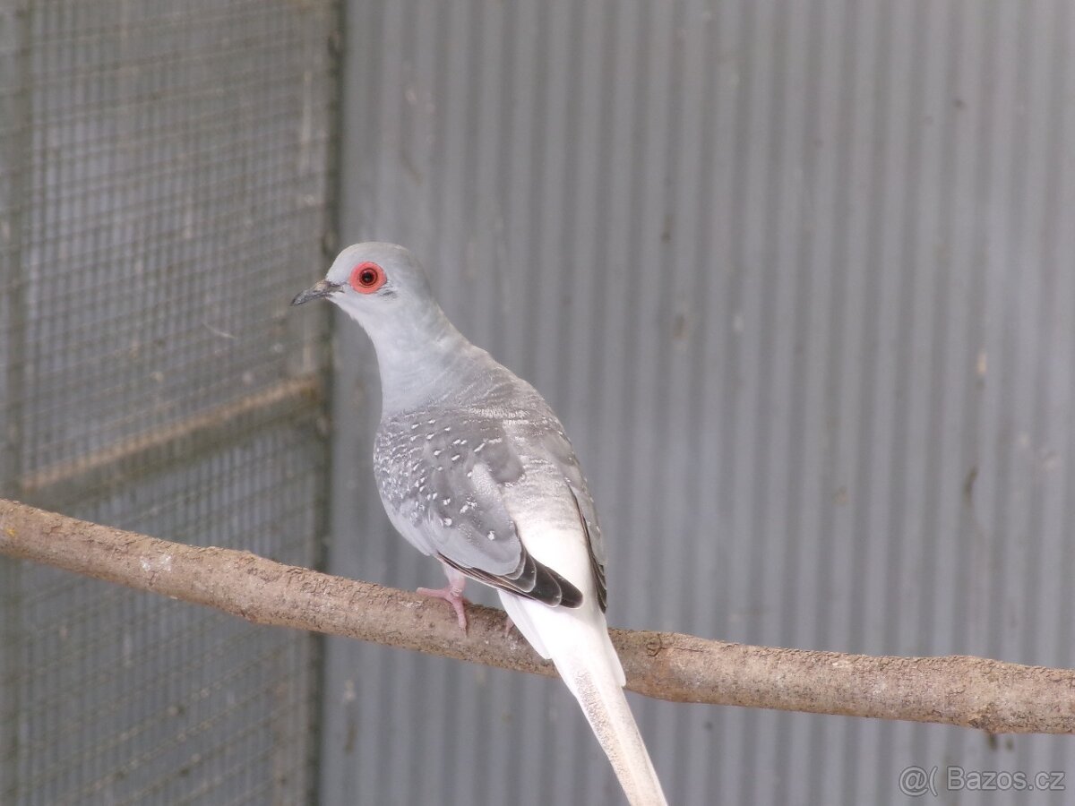 holoubek diamantový