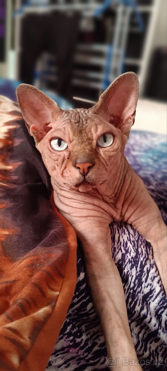 Kocour kanadský sphynx s PP ke krytí