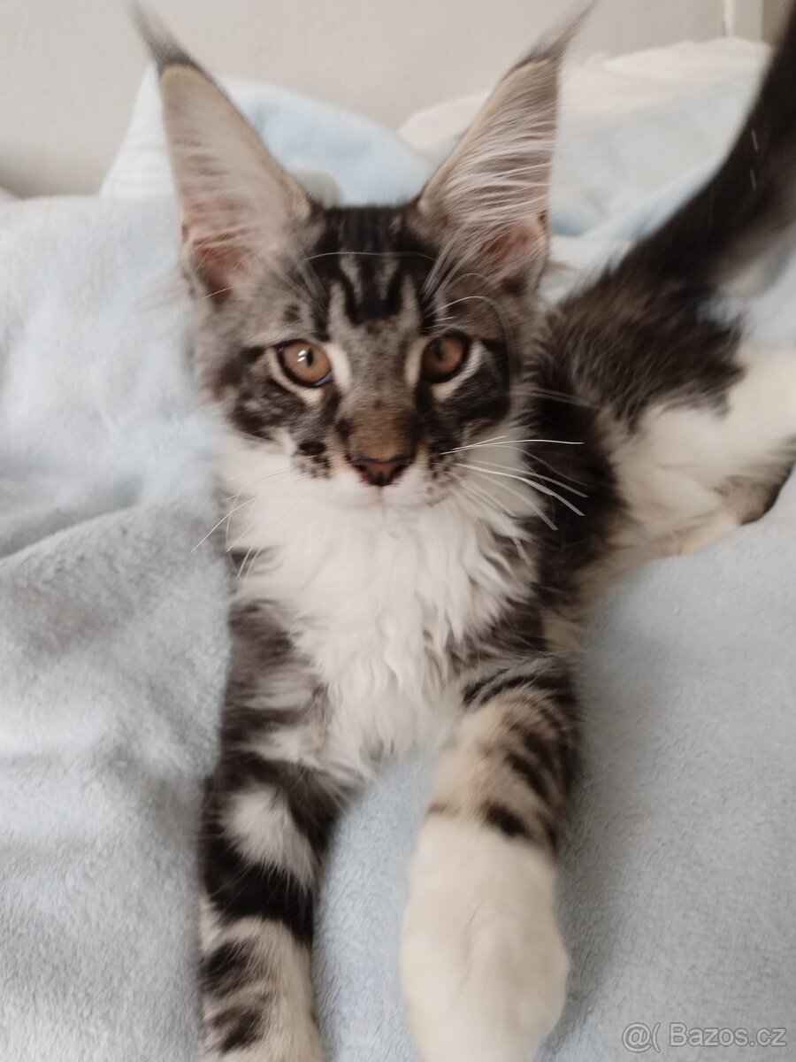 Mainske mívali koťata