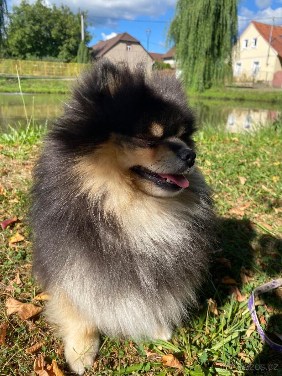 Pomeranian krytí