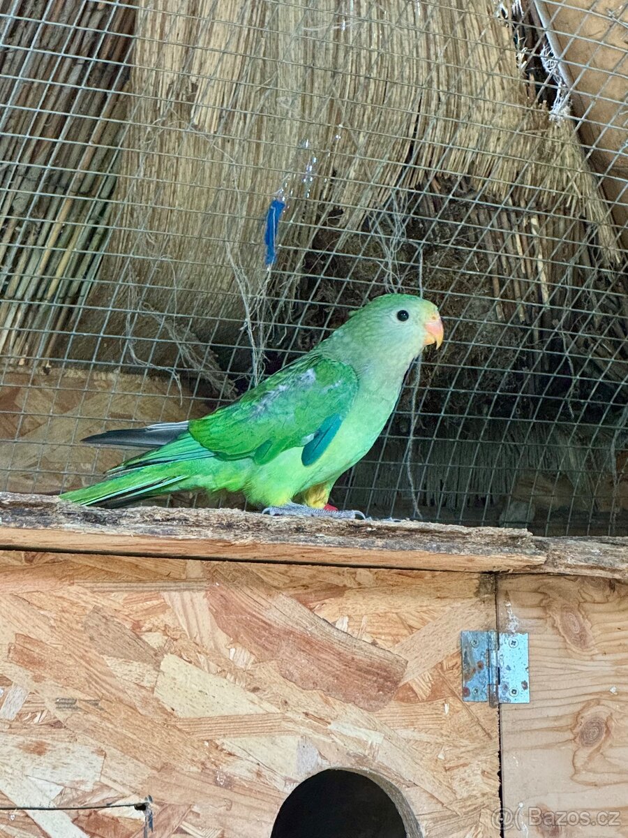 Papoušek Nádherný samice a samec