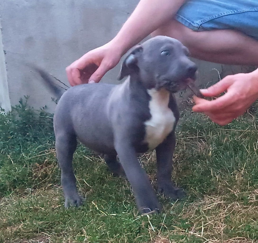 American bully