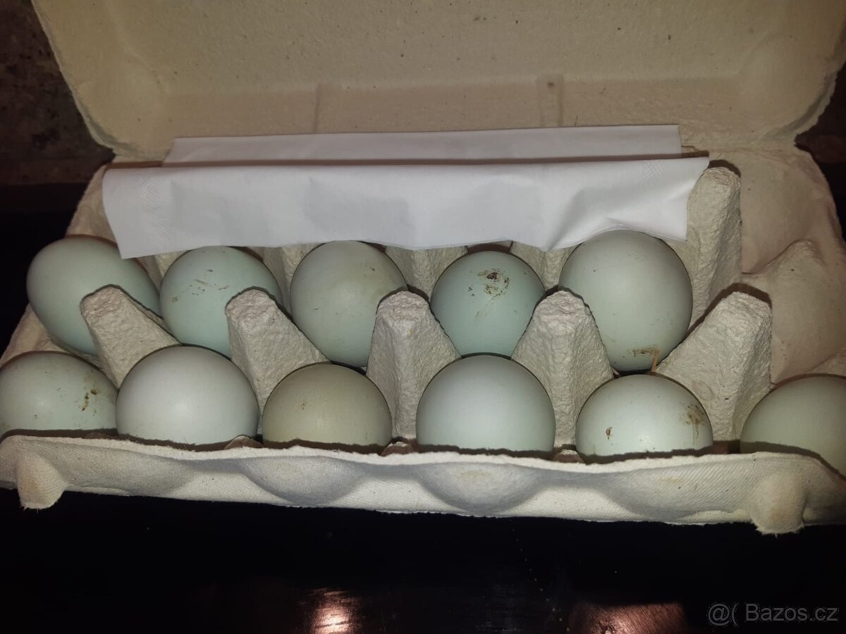 Kuřata vajíčka Araukana