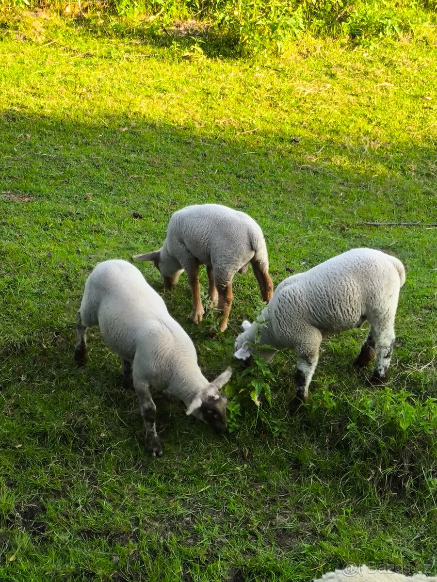 Jehňata