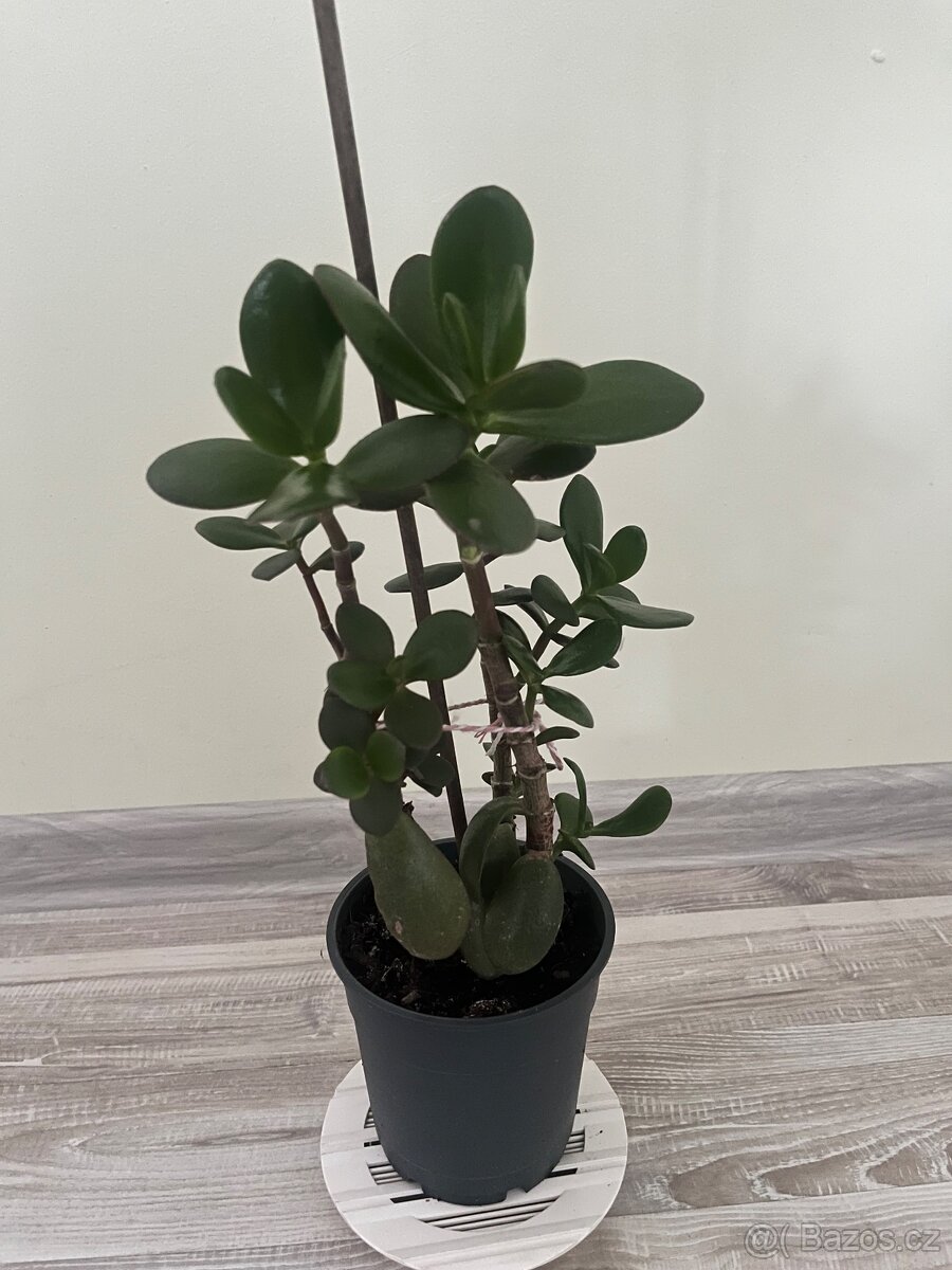 Pokojová rostlina - Tlustice