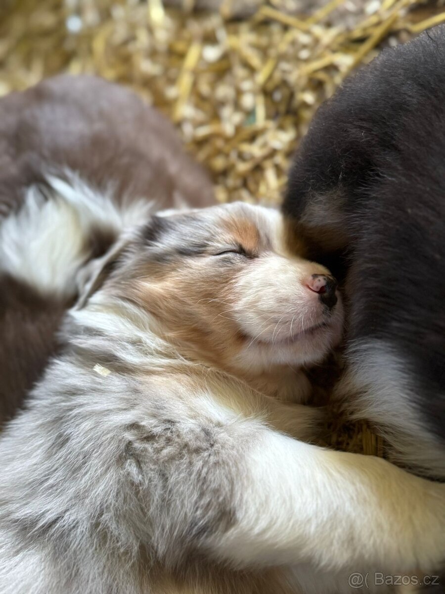 Australský ovčák štěňátka s PP