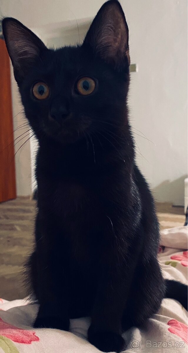 🐾 Daruji kočičku do dobrých rukou 🐾