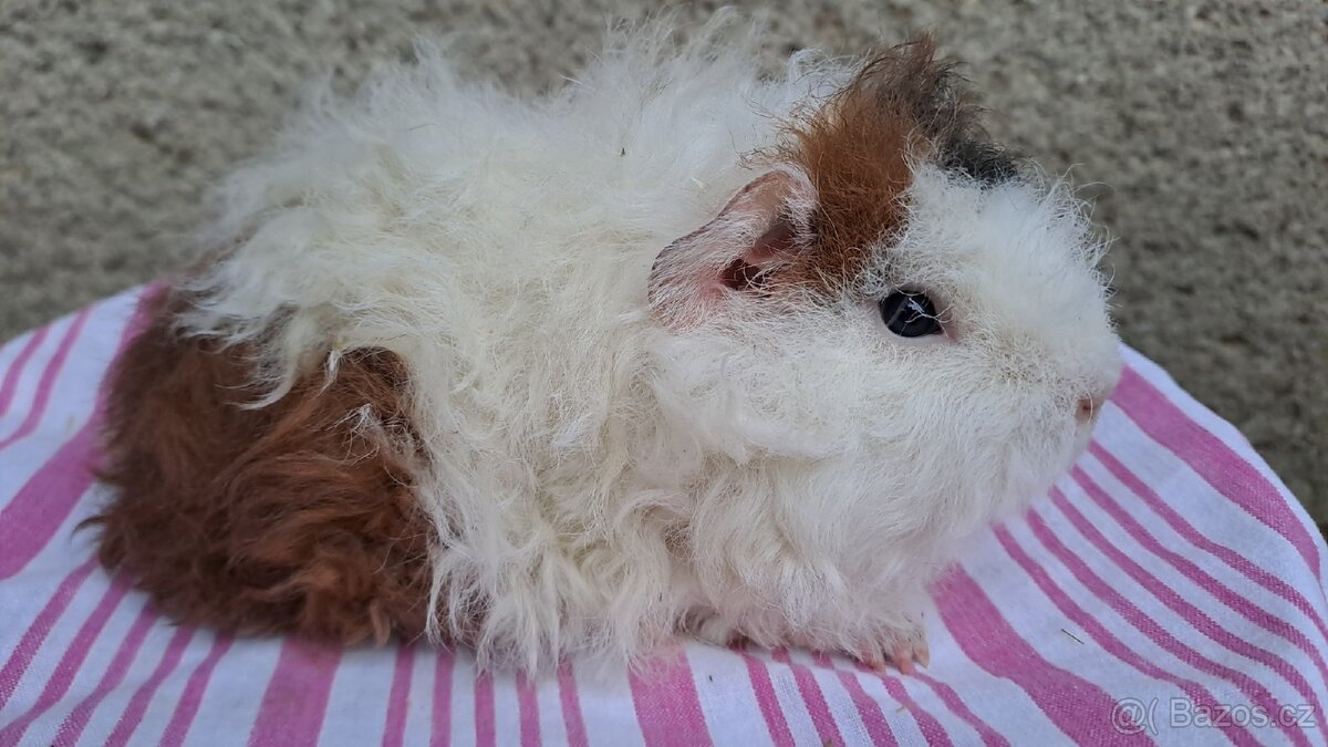 Sameček merino, dlouhosrsté morče