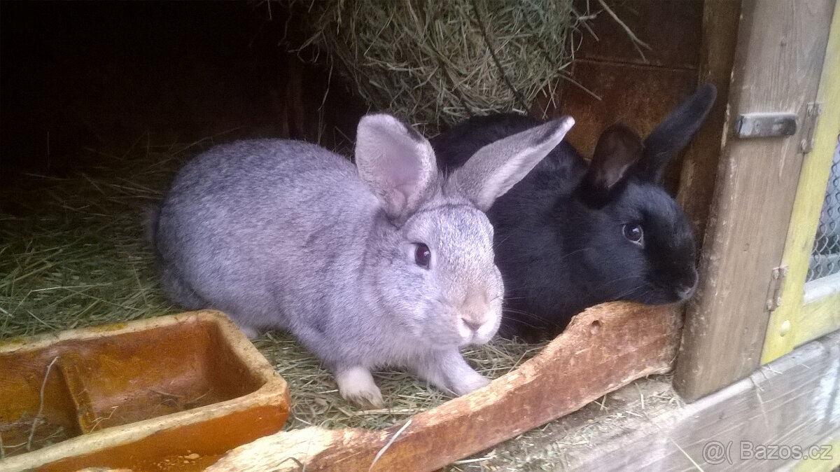 Králík do chovu