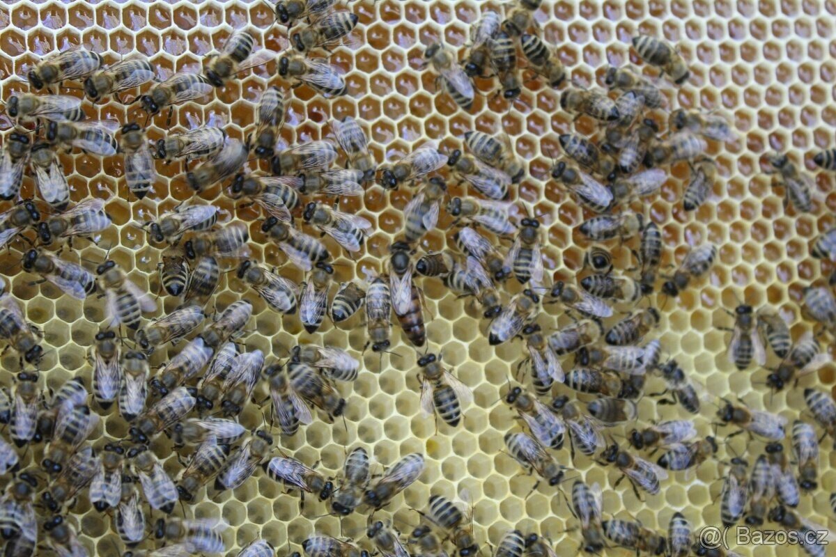 Vyzimované včelí oddělky