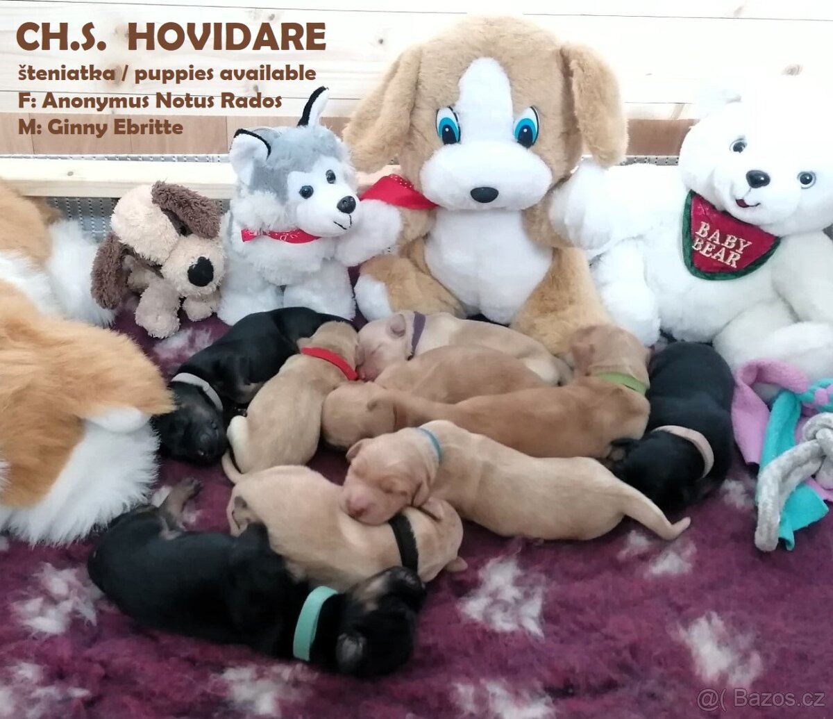 Prijímame rezervácie na šteniatka hovawarta s PP