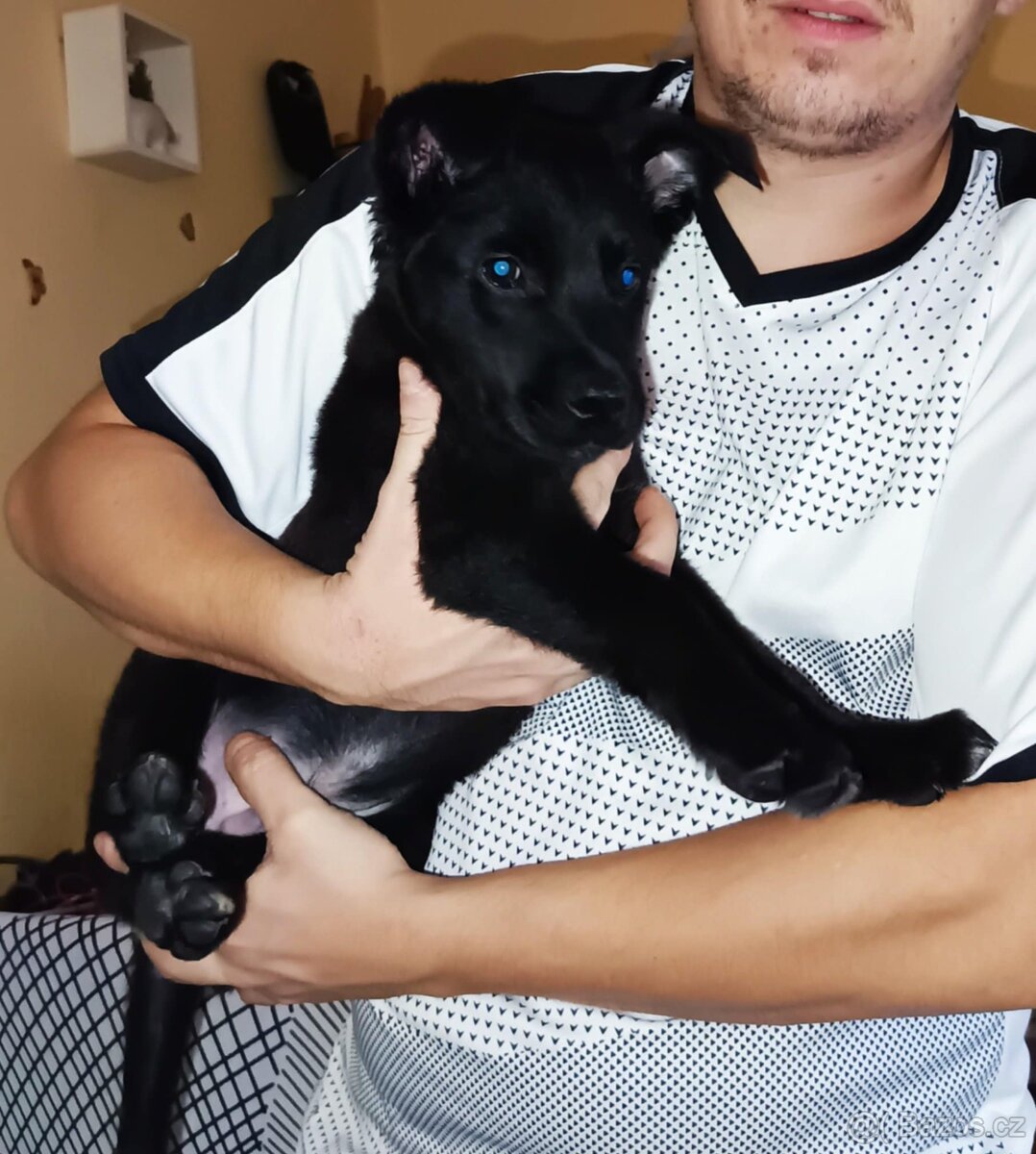 Z důvodu cestování