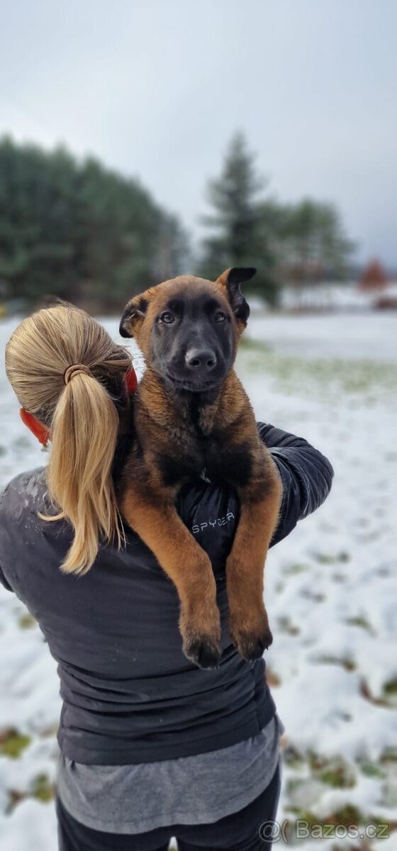 Štěně Belgického (75% podíl) a Německého ovčáka (25% podí