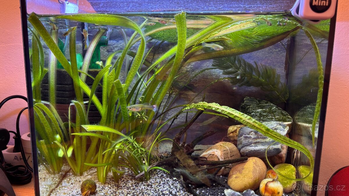 Živorodky, endlerky mix