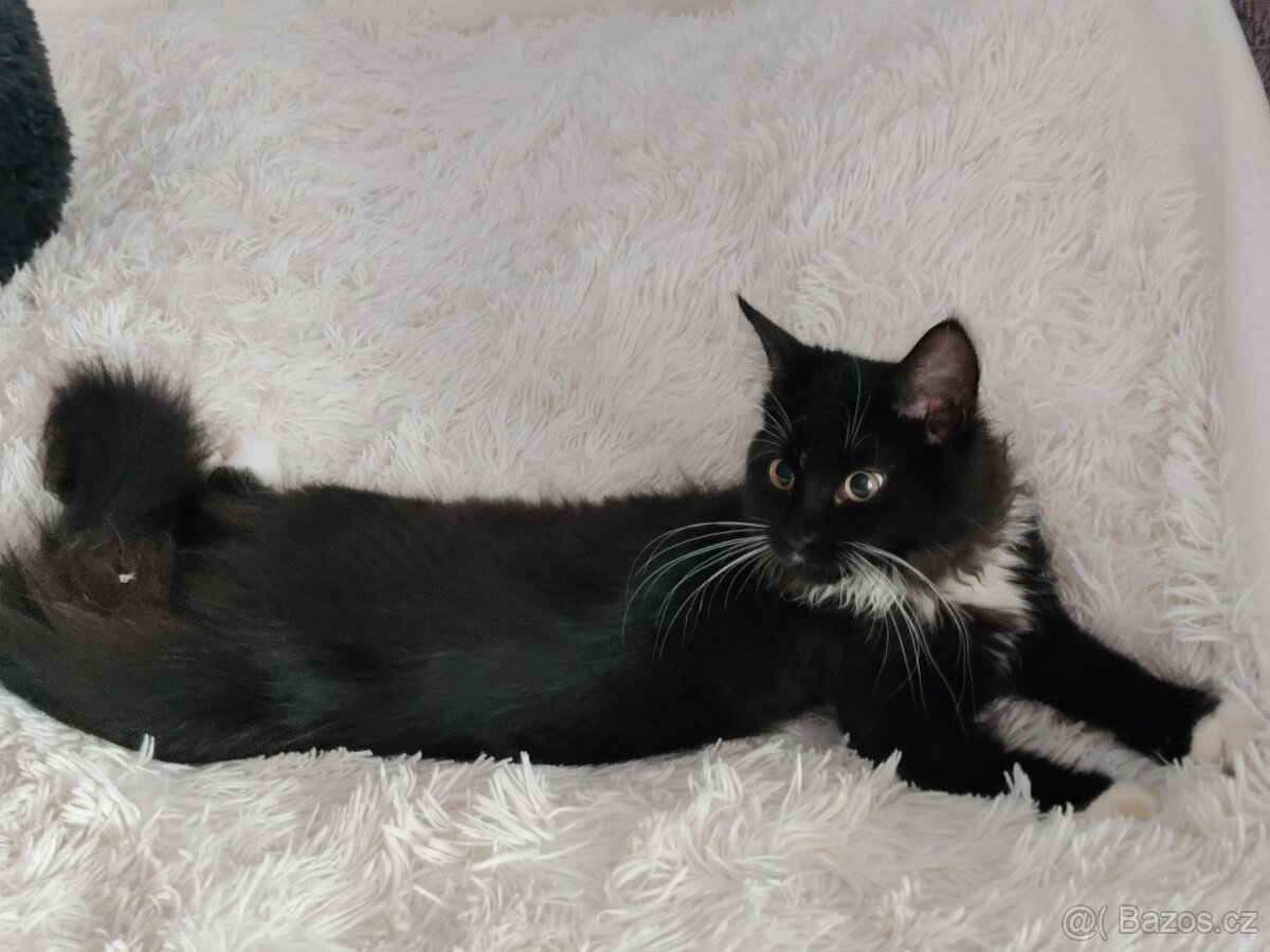 koťátko Malinské mývalí