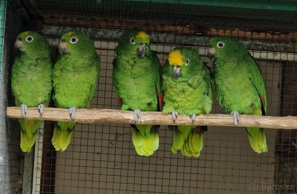 Amazoňan žlutohlavý surinamský