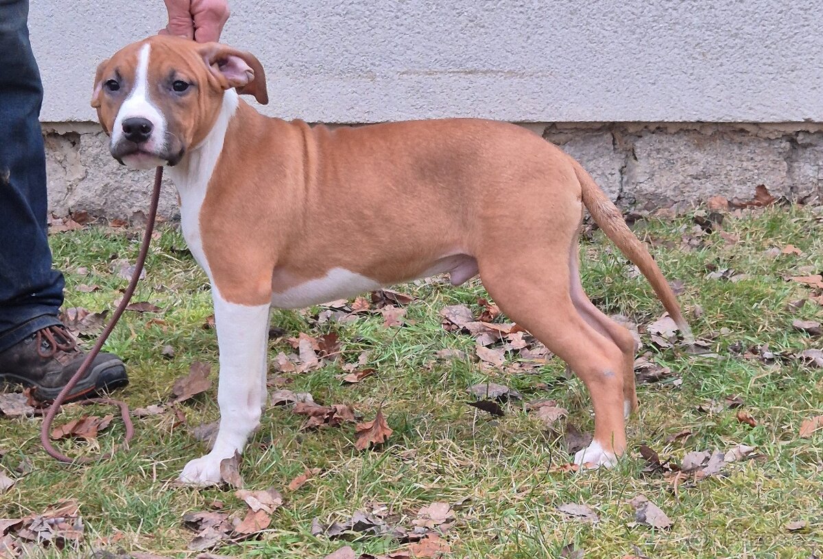 Americký stafordšírský teriér s PP