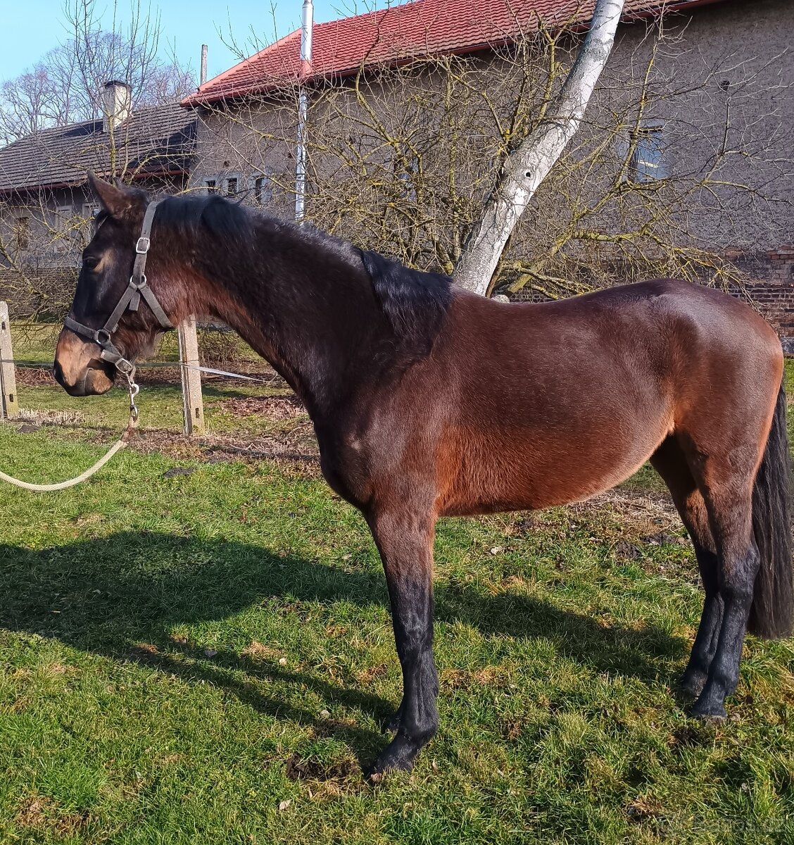 Čtyřletý valach připravený k obsednutí