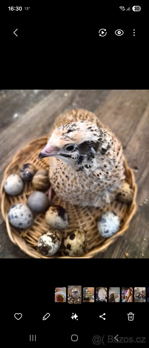 Křepelčí vajíčka