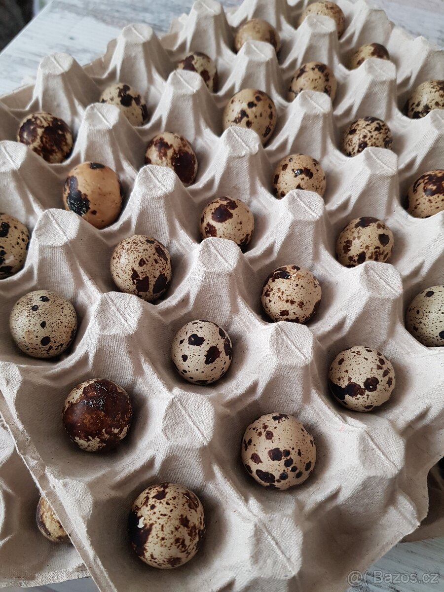 Nasadova vejce krepelci
