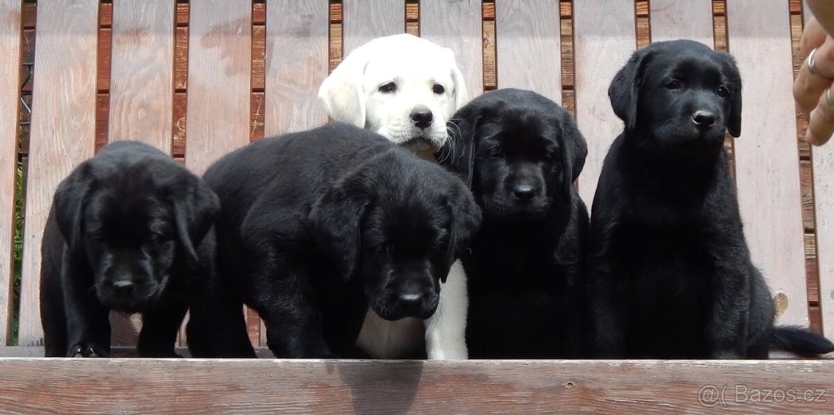 Štěňátka labradorský retriever s PP - labrador s PP