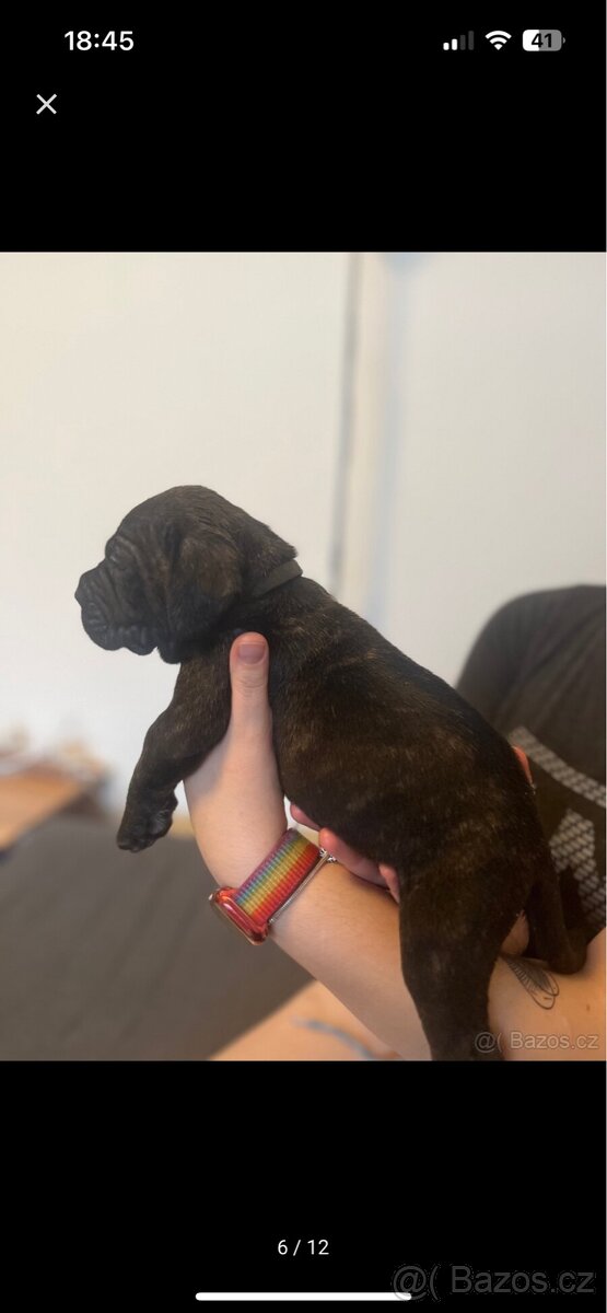Štěně cane corso