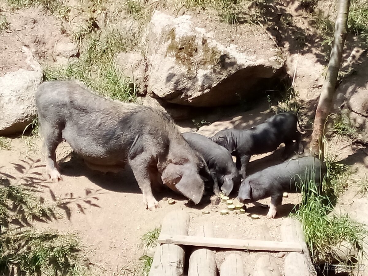 Selata čínské klapouche