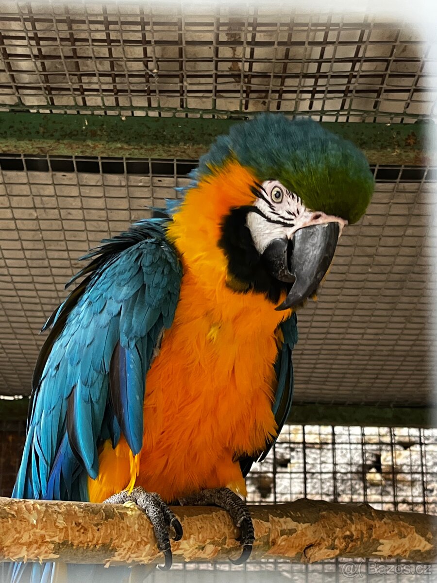 Ara ararauna