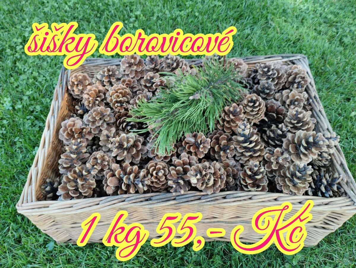 Borovicové šišky